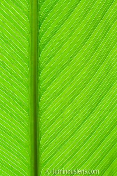 Leaf