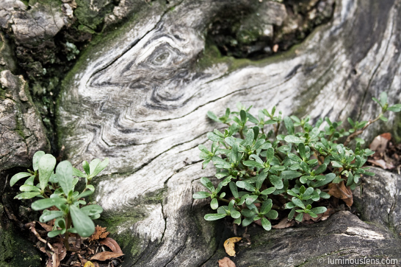 Forest Floor