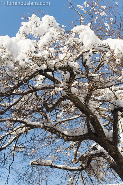 Cotton Ball Snow