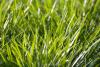 Grass