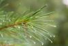 Pine Needles