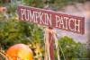 Pumpkin Patch