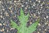 Oak Leaf in the Rain