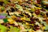 Fallen Leaves (Lensbaby)