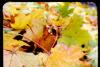 Fallen Leaves (TTV)