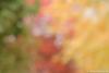 Beautiful Bokeh