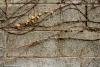 Leaves on a Vine