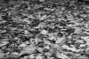 Fallen Leaves