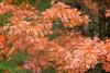 Last Hints of Autumn