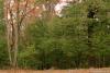 A Walk in the Woods