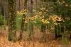 A Few Yellow Leaves