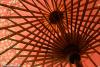 Cocktail Umbrella