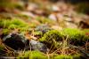 Lush Underfoot