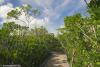 Mangroves