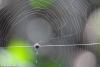 Spider Web