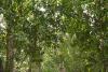 Tamarind Trail