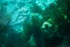 Coral Reef