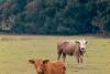Cows