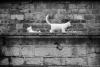 Ghost Cats
