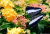 Butterfly and Flowers