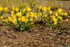 Daffodils