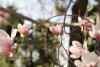 Magnolia Blossoms