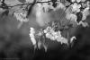 Cherry Blossoms
