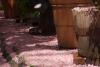 Pink Snow