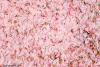 Pink Petals