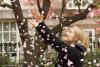 Falling Blossoms