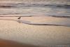 Beach Bird