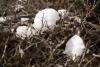 Cottonballs