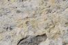 Dinosaur Footprints?