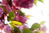 Cherry Blossoms
