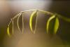 Macro Filter