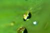 Water Drops