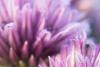 Purple Flowers
