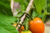 Ripening