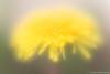 Dandelion Glow