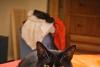 Cat.  With laundry.