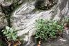 Forest Floor