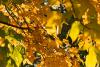 The Two Trees of Autumn