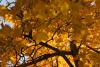 Yellow Canopy