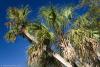 Palm Trees
