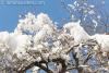 Cotton Ball Snow