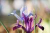 Iris Crocuses