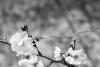 Spring Blossoms