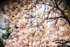 Magnolia Blossoms