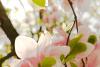 Magnolia Bouquet