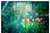 Spring Garden
